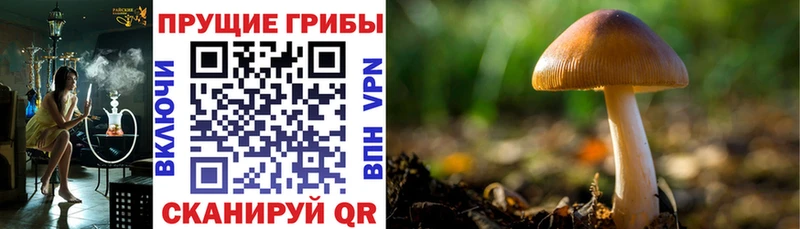 Галлюциногенные грибы Psilocybine cubensis цены наркотик Азов